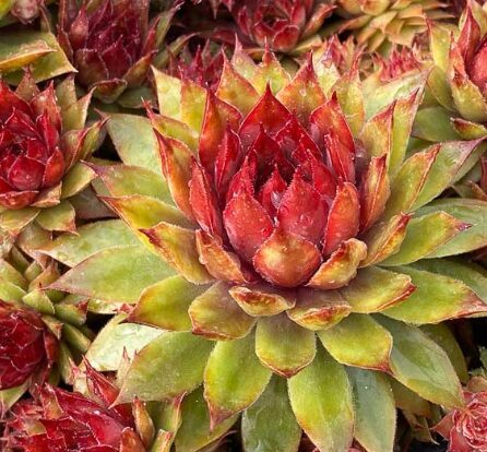 Saulrietenis 'Pineapple Paradise'